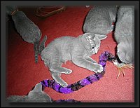 09 - Russisch Blauw Kittens Nicolaya's Cattery.JPG